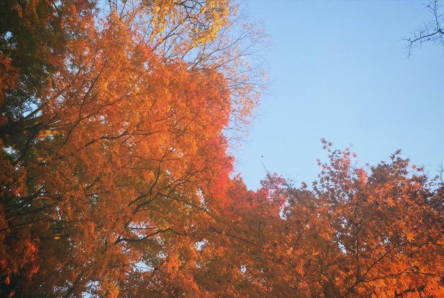 【コース６】　＜富山市観光ツアー＞ちょこたび富山Premium　紅葉の神通峡と猪谷関所