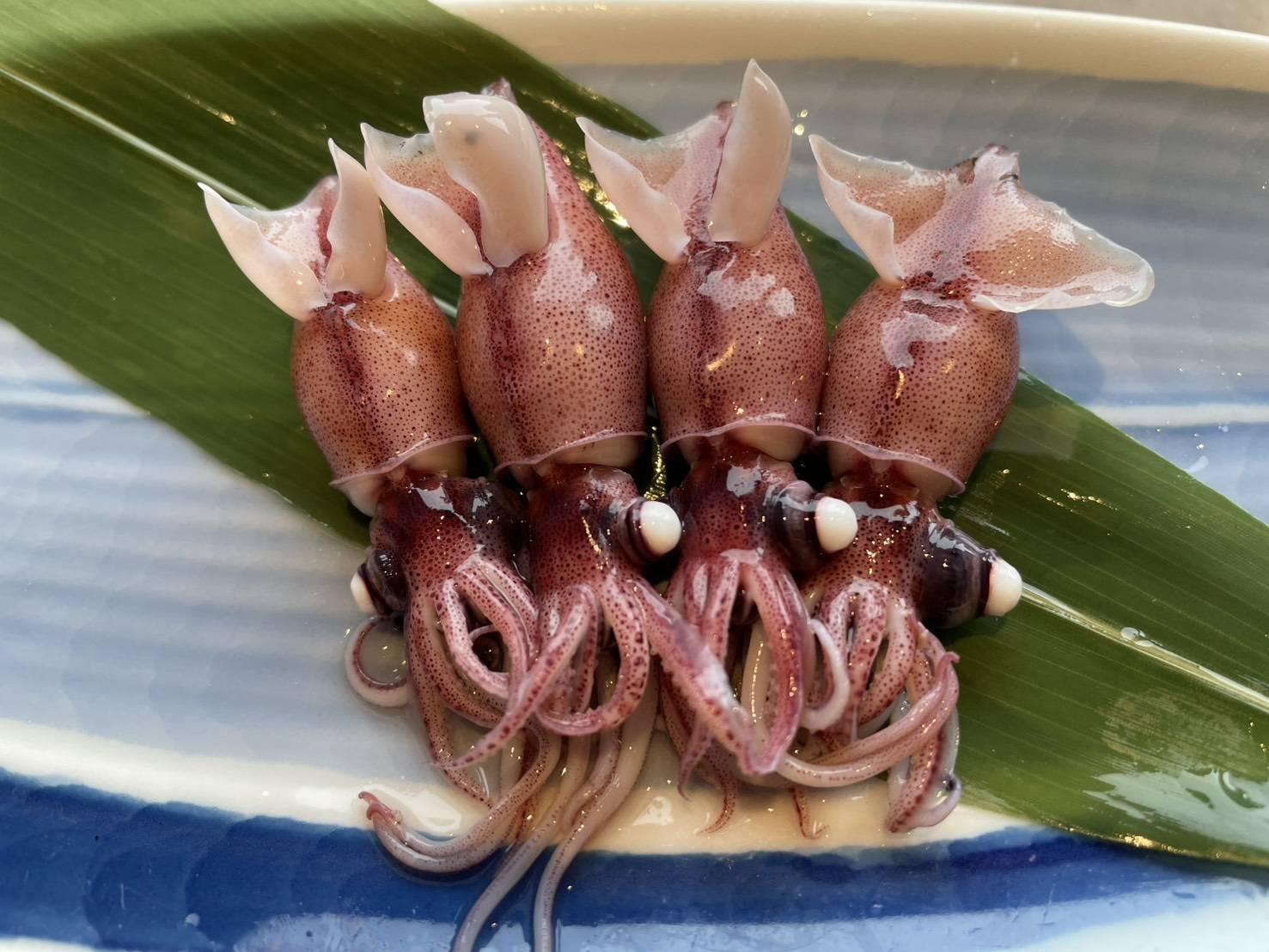 【コース１】　<富山市観光ツアー>ちょこたび富山Premium　漁船クルーズ体験と漁師直営の食堂で楽しむ富山湾海の幸