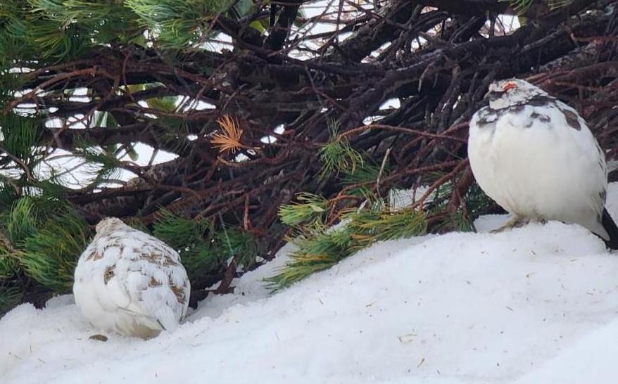 【高低差4,000mが生み出す特殊な世界を体験】
富山湾の神秘「ホタルイカ」と雪の大谷探訪ツアー