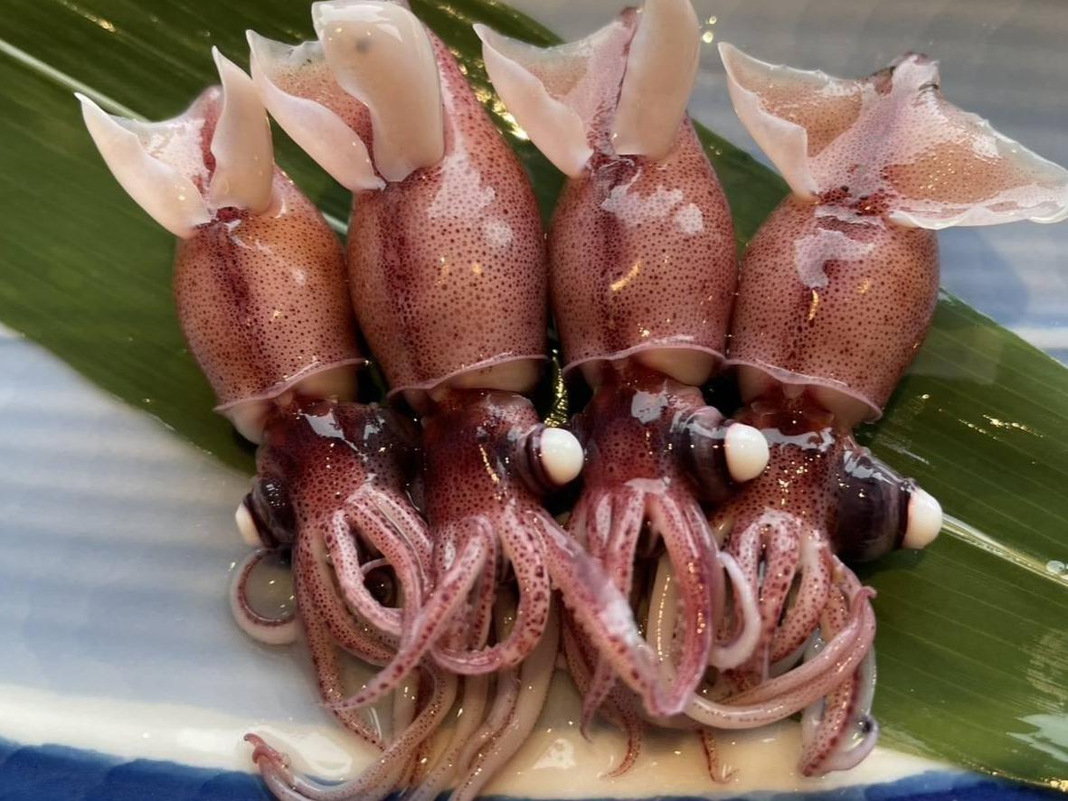 【ホテルヴィスキオ富山宿泊プラン】
富山湾の「神秘」ホタルイカの特殊な世界！ホタルイカ漁師と楽しむ特別な朝食体験