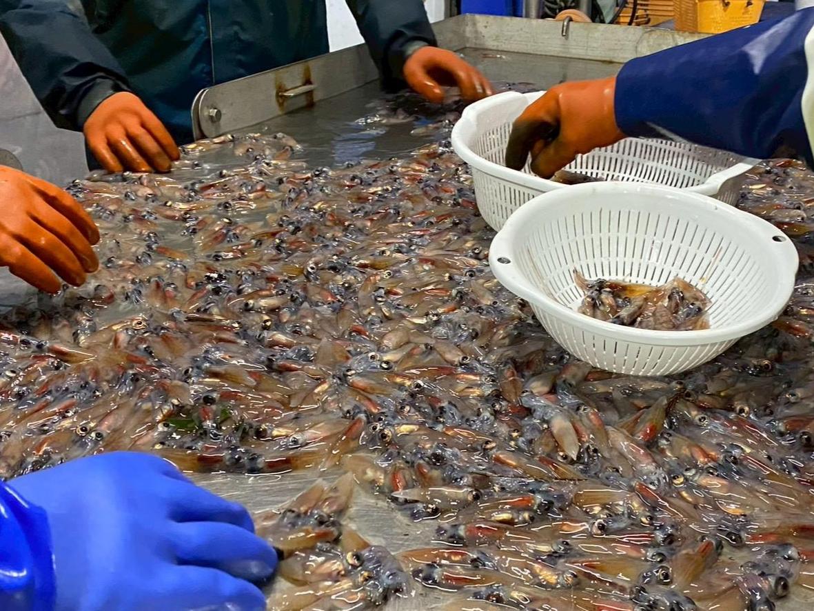 【ホテルヴィスキオ富山宿泊プラン】
富山湾の「神秘」ホタルイカの特殊な世界！ホタルイカ漁師と楽しむ特別な朝食体験