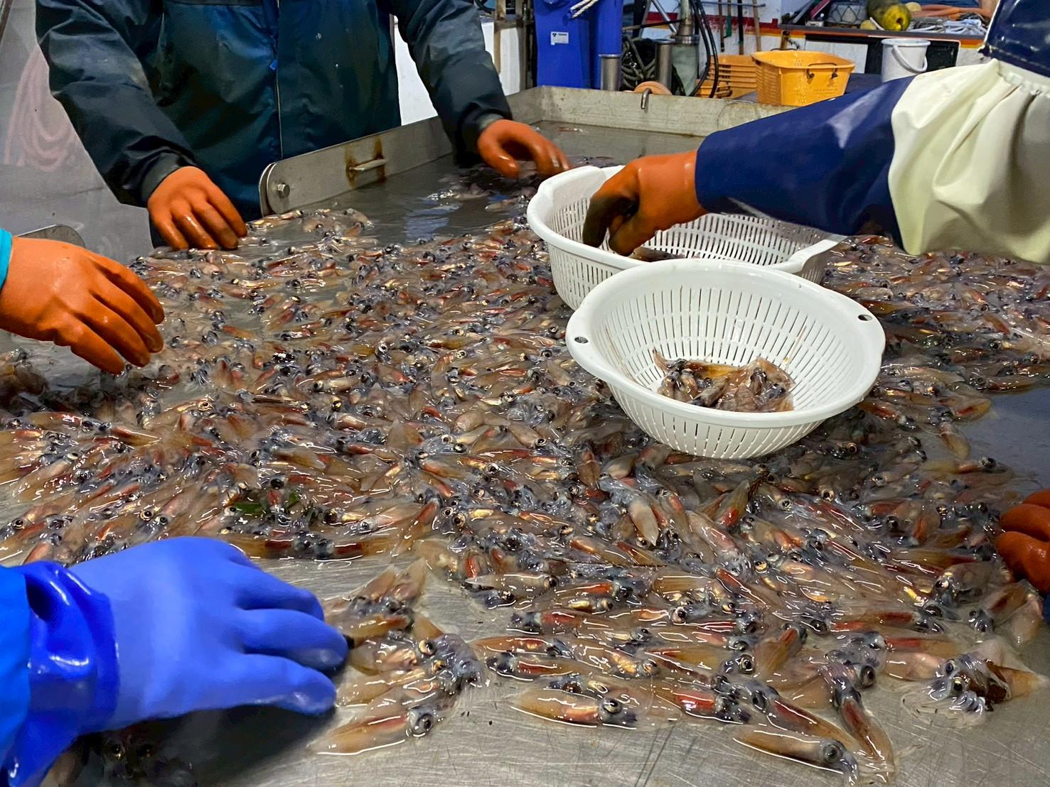 富山湾の「神秘」ホタルイカの特殊な世界！
ホタルイカ漁師と楽しむ特別な朝食体験