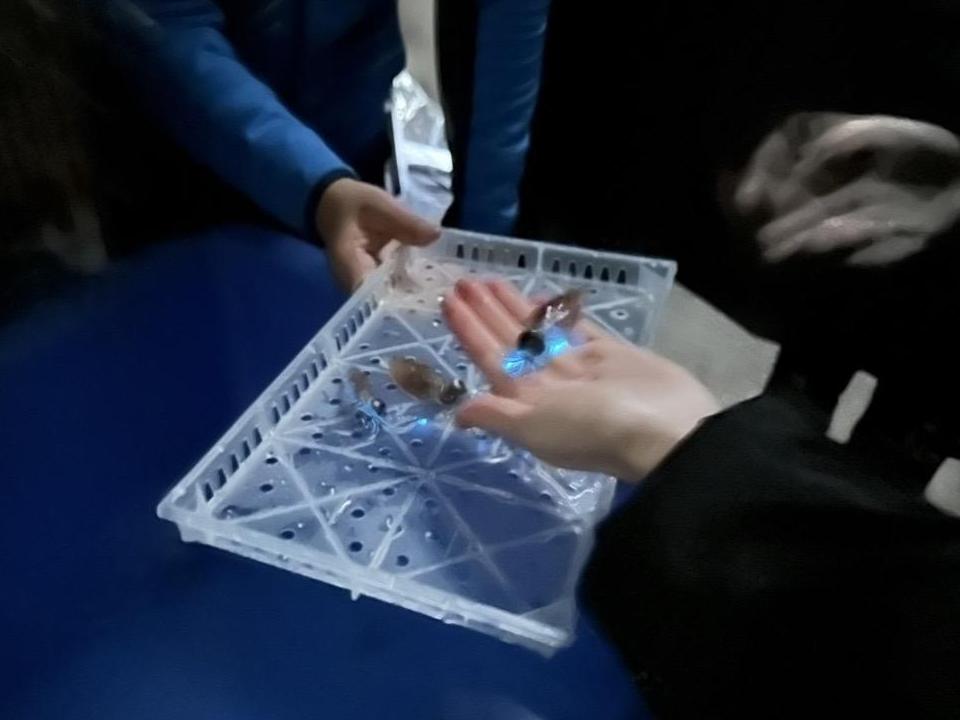 【ホテルヴィスキオ富山宿泊プラン】
富山湾の「神秘」ホタルイカの特殊な世界！ホタルイカ漁師と楽しむ特別な朝食体験