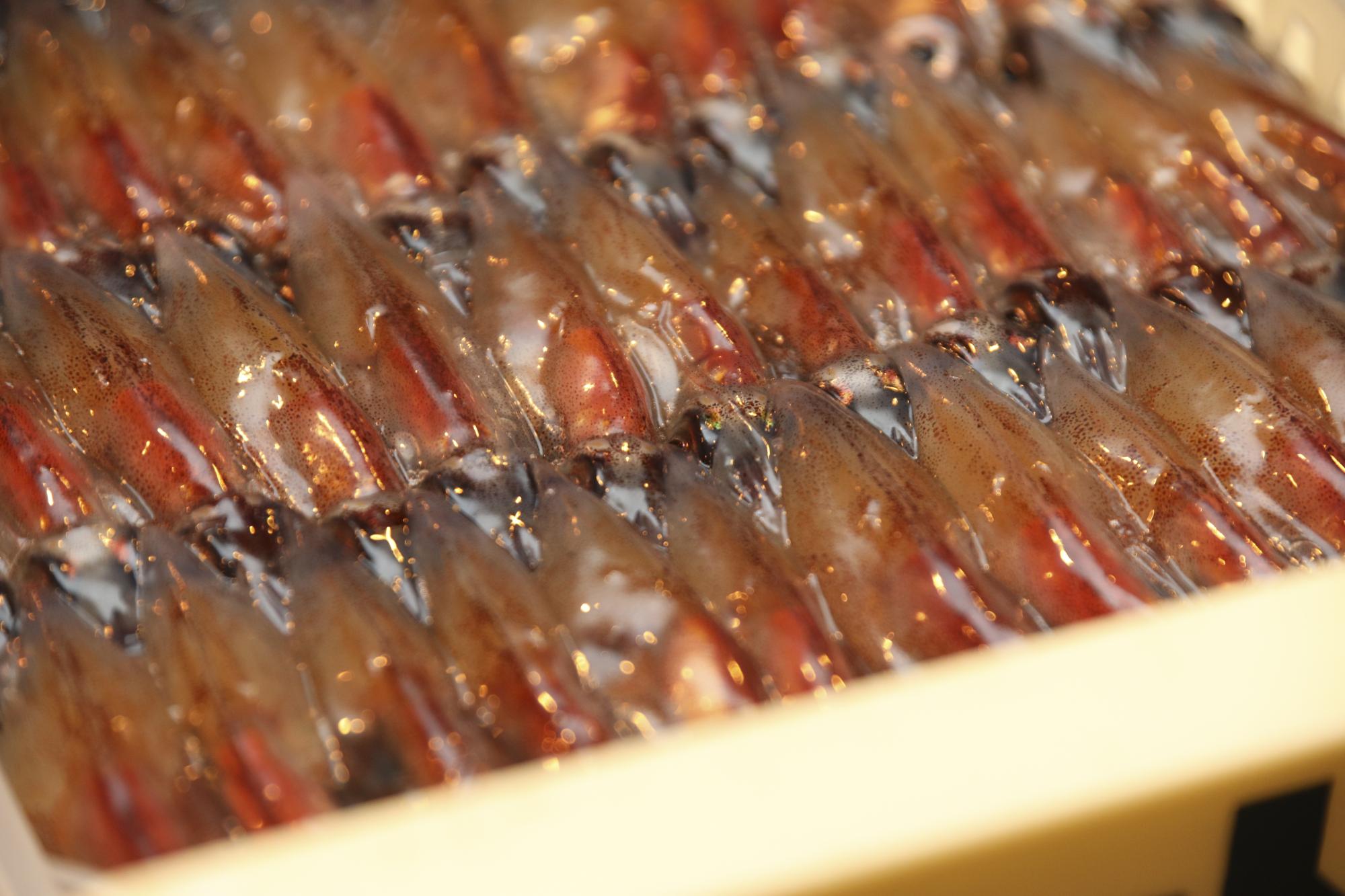 【コース１】　<富山市観光ツアー>ちょこたび富山Premium　漁船クルーズ体験と漁師直営の食堂で楽しむ富山湾海の幸