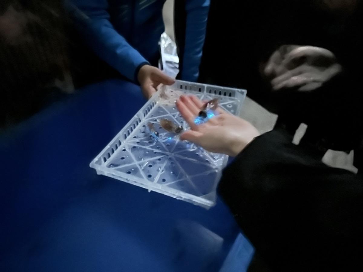 【コース１】　<富山市観光ツアー>ちょこたび富山Premium　漁船クルーズ体験と漁師直営の食堂で楽しむ富山湾海の幸