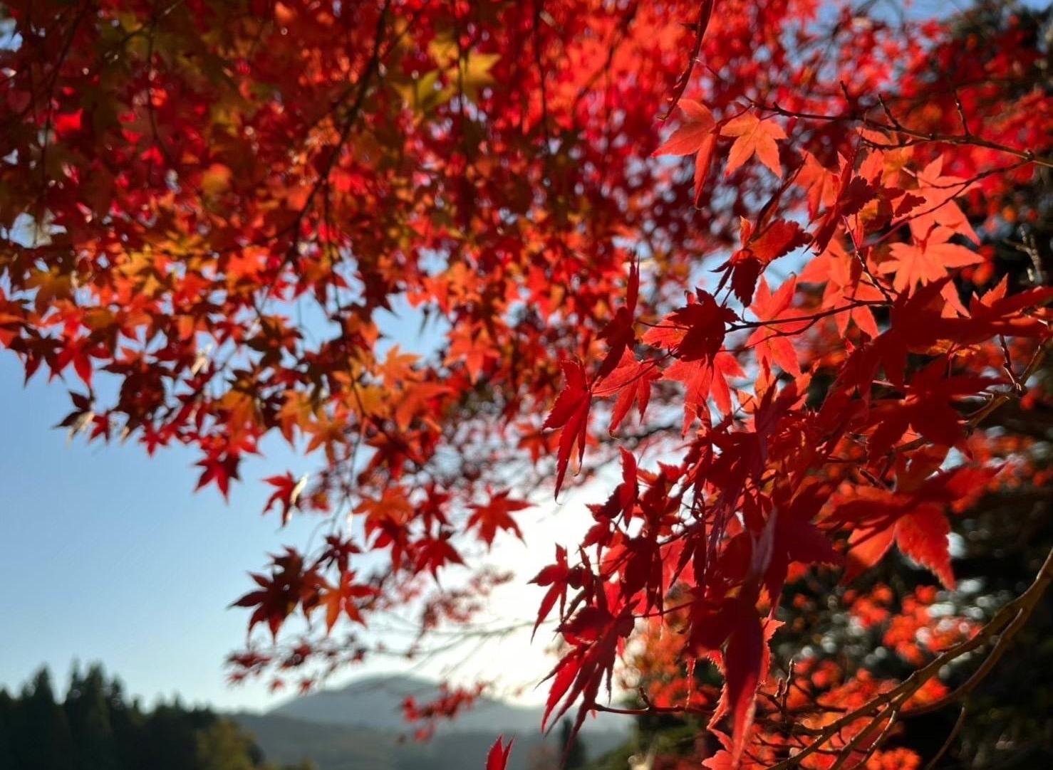 【コース６】　＜富山市観光ツアー＞ちょこたび富山Premium　紅葉の神通峡と猪谷関所