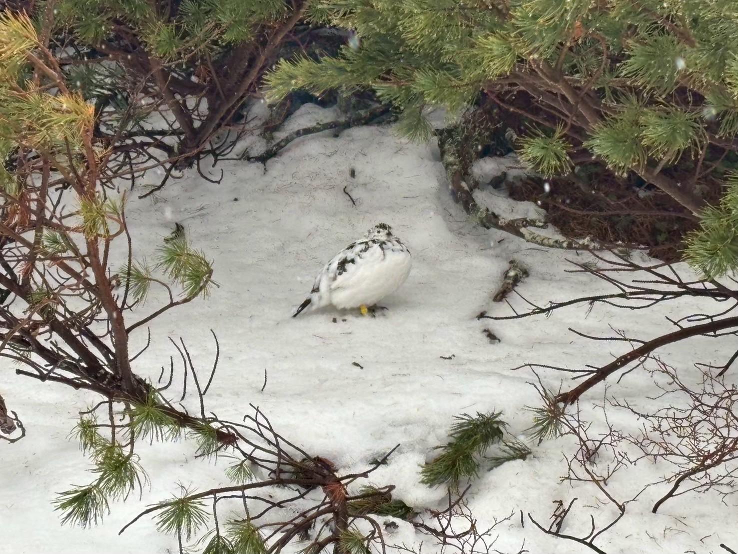 立山カルデラ砂防博物館の学芸員と行く『春の立山・雪の大谷』